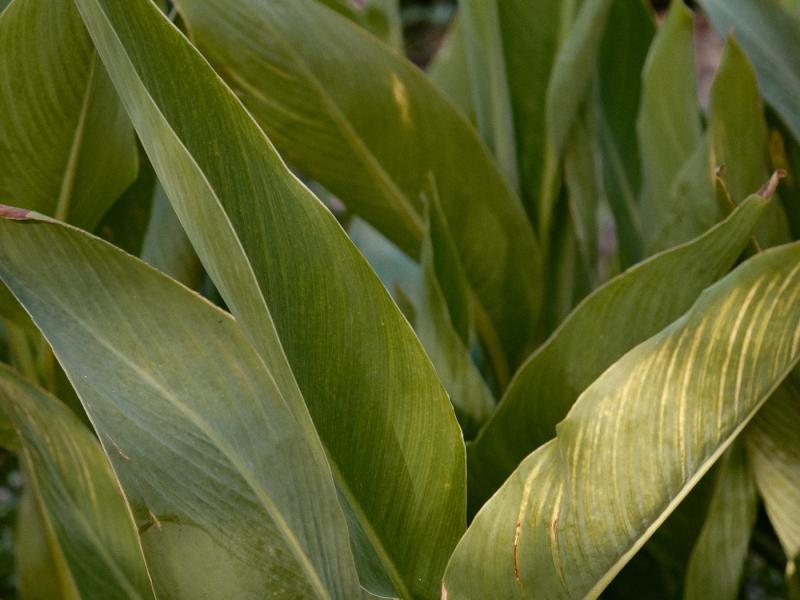 Can Kai , San Antonio 