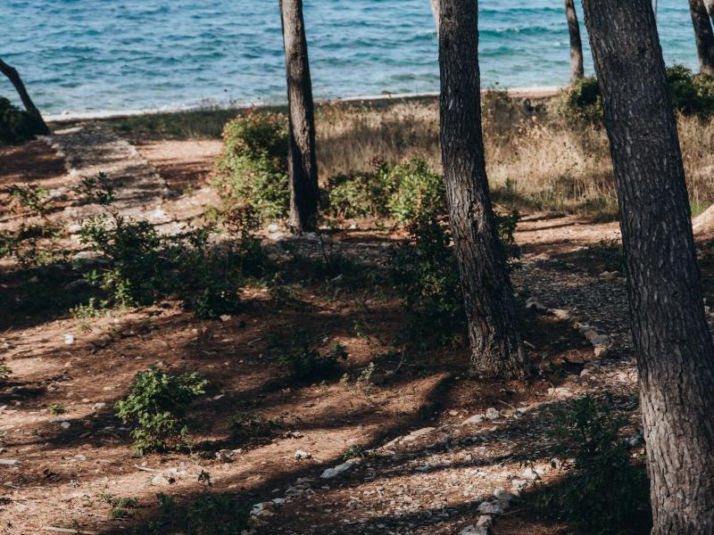 Villa Pinus , Islands 