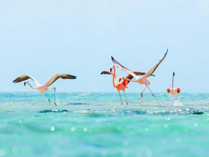 Ambergris Cay , Ambergris Cay 